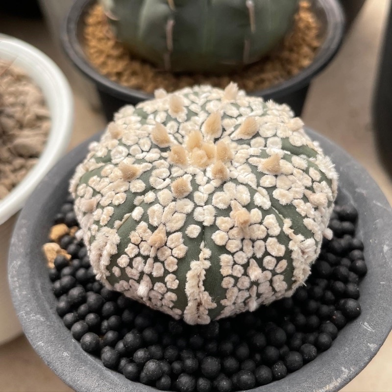 🌵Astrophytum asterias Super