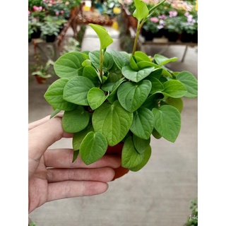 [Paling Horticulture Sdn Bhd] Peperomia Caperata | Rosso | Green | Pilea Spruceana | Pokok Cute Plant Gift帽子/园艺/手链/男装/儿童