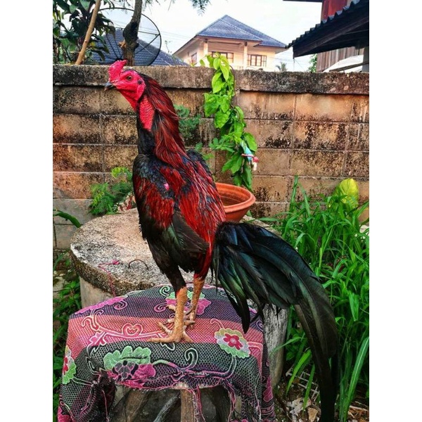 (คลิ๊ปพ่อพันธุ์)ไข่ไก่ชนพม่าม้าล่อรำวงเมืองเหนือเจ้าหยกดำ