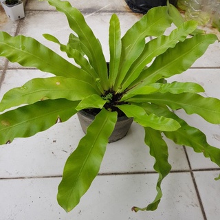 เฟิร์นข้าหลวงเล็ก birdnest fern ขนาดกอ 40 ซม.