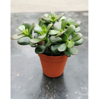 Money Plant ต้นไม้เงิน/ Jade Plant / Crassula文胸/苹果/芹菜/玫瑰/香菜/上衣/seeds/手链/向日葵/鲜花/ 1YI2