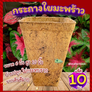 เซ็ต 10 ใบ กระถางใยมะพร้าว 6 นิ้วทรงสูง🐝 กระถางเพาะชํา กระถางต้นไม้ อุ้มน้ำ ระบายอากาศได้ดี รากเดินดี  ย่อยสลายได้เอง