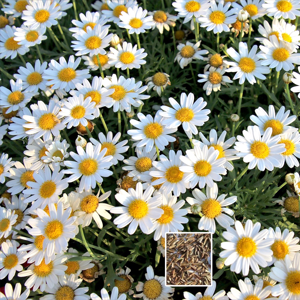เมล็ดพันธุ์ คาโมมายล์ เยอรมัน 1000 เมล็ด อัตรางอกสูง German Chamomile seed ซื้อ10แถม1 ฟรี