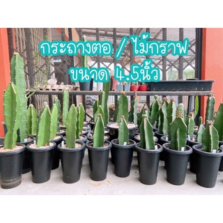 sjcactus กระถาง กระถางเลี้ยงไม้กราฟ กระถางเลี้ยงไม้ตอ กระถาง4.5นิ้ว ทรงสูง เก็บปลายทางได้