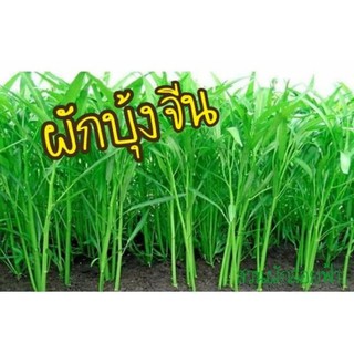 เมล็ดผักบุ้งจีน สามารถเพาะต้นอ่อนได้