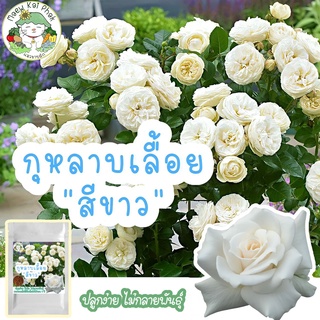 เมล็ดพันธุ์ กุหลาบเลื้อย สีขาว White Rose 30 เมล็ด เมล็ดพันธุ์แท้ นำเข้าจากต่างประเทศ ปลูกดอกไม้ เมล็ด กุหลาบ ทำสวน ถูก