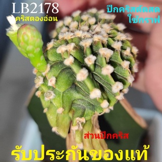 ปีกคริสตองอ่อนตัดสดใช้กราฟ แคคตัสLB2178คริสตองอ่อน📢แรร์ไอเทม💥แท้โคลนดัง💥👍รับประกันปีกคริสแท้👍