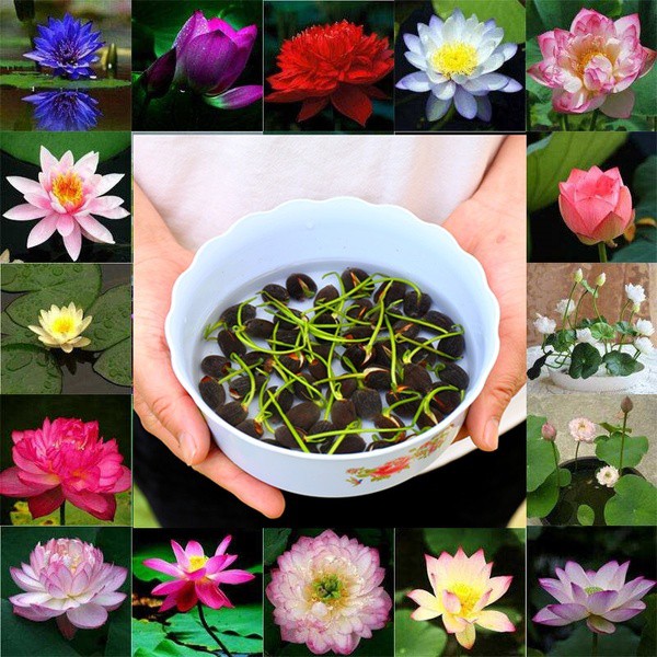 เมล็ดบัว คละสี ดอกใหญ่ บัวสาย บัวสี 5 เมล็ด