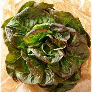 เมล็ด ผักสลัด บลอนซ์ มินยะเนท - Bronze Mignonette Lettuce