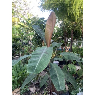 กล้วยเรดฮาวายผสมไข่ ผสมป่า ด่าง 3 สี ผลกินได้