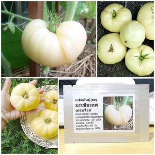 เมล็ดพันธุ์ มะเขือเทศ เกรทไวท์ (Great White Tomato Seed) บรรจุ 20 เมล็ด คุณภาพดี ของแท้ 100%