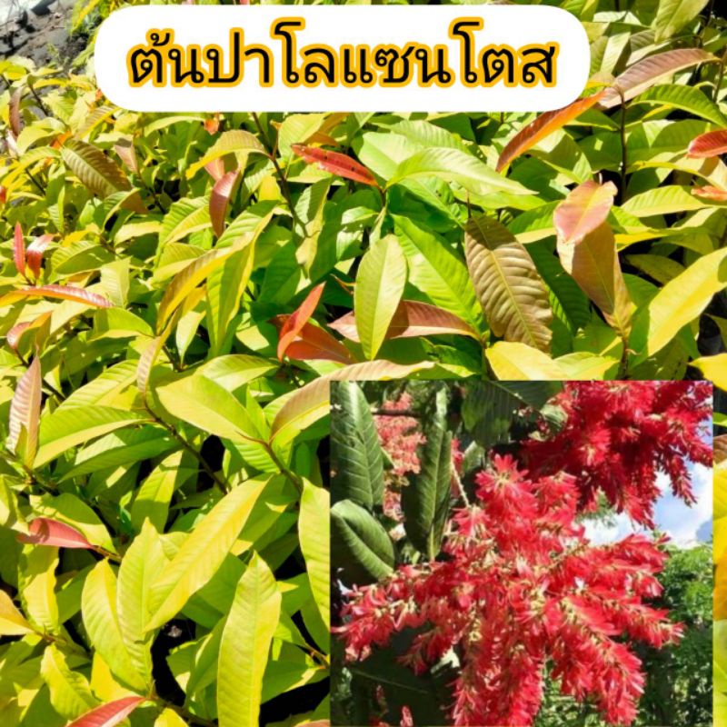 ต้นปาโรแซนโตส สูง50-80ซม.จัดส่งฟรี