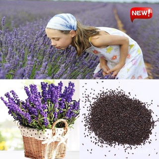 （อัตราการปลูกสูง）บอนสี 20เมล็ด เมล็ดพันธุ์ ดอกลาเวนเดอร์ Lavender Seeds ต้นไม้มงคล พันธุ์ดอกไม้  ตกแต่งสวน ของแต่งสวน หญ