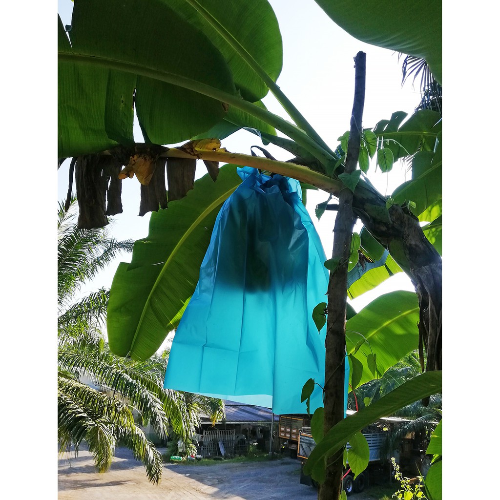 เพิ่มมูลค่าให้กล้วย ถุงห่อกล้วยหอมสีฟ้า HDPE เกรด A อย่างหนา (ใบล่ะ 6 บาท) สำหรับกล้วยหอมส่งออก ขนาด