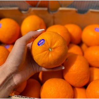 TOP-1ส้มแมนดาริน ออสเตรเลีย Mandarin Orange (1ลูก) (AUSTRALIA) ~ลดพิเศษ~ อร่อยที่สุด หวานมาก อมเปรี้ยว ส้มออสเตรเลีย