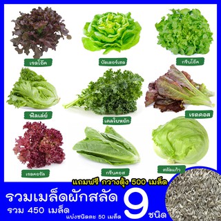 ผักสลัด 🌈 เมล็ดสลัด 9 ชนิด เมล็ดผักสลัด เมล็ดพันธุ์ผักสลัด ไฮโดรโปนิกส์ รวม 450 เมล็ด ชนิดละ 50 เมล็ด แถมฟรี กวางตุ้ง