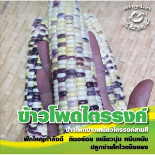 ข้าวโพดข้าวเหนียว ไตรรงค์​3สี ขนาด 500 กรัม