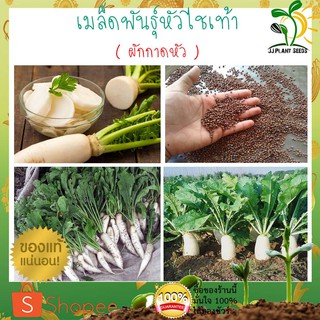 เมล็ดพันธุ์หัวไชเท้า ( ผักกาดหัว ) จำนวน 500++เมล็ด หัวใหญ่ อวบ ขาว ปลูกง่าย โตเร็ว By JJ.Plant Seeds หัวไชเท้า