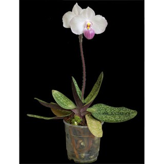 กล้วยไม้รองเท้านารีพันธุ์แท้เดเลนนาติไอ Paphiopedilum delenatii 1 กระถาง