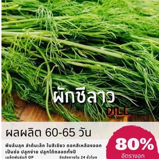 เมล็ดพันธุ์ ผักชีลาว 2500 เมล็ด ผักชี Dill (ซื้อ 10 แถม 1 คละอย่างได้)