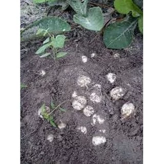 เชื้อเห็ดเผาะ/เห็ดถอบสูตรเข้มข้น คัดแต่ลูกที่มีสปอร์สีดำ นำมาเพาะเชื้อ แล้วนำมาราดกับรากต้นไม้อาศัย เพื่อให้เชื้อเกาะราก