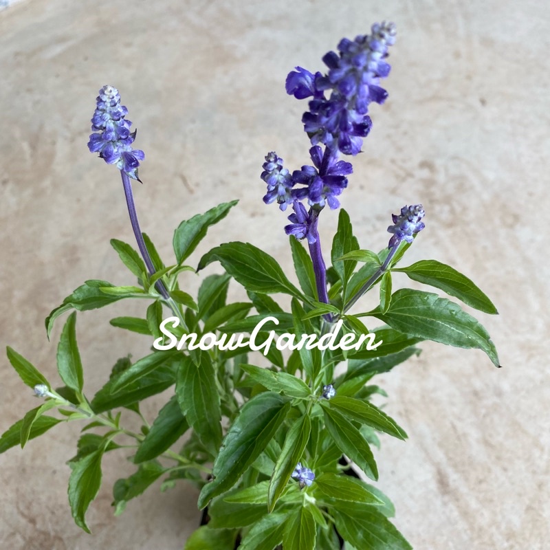 ต้นบลูซันเวีย 🪴 blue salvia ดอกสีม่วง/ขาว สวย 🌿 แบบถุง