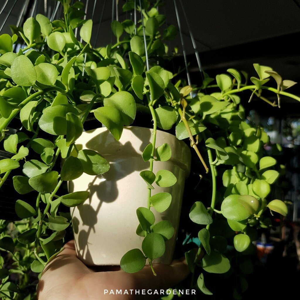 มุมมอง 3