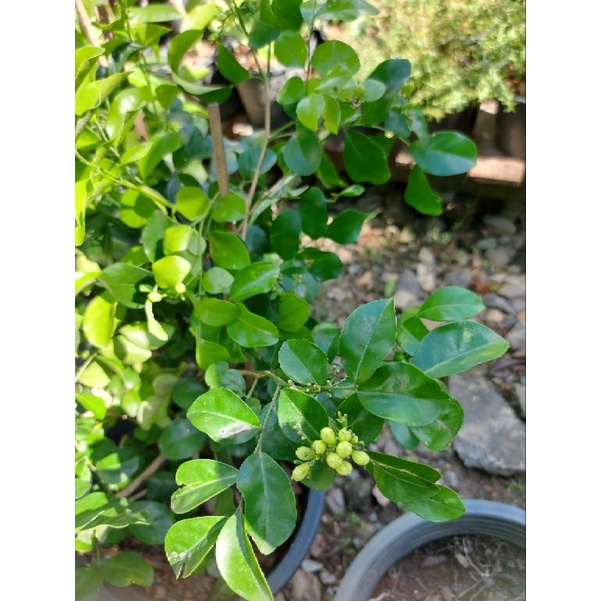 แก้วพวงดวงใจ ดอกมีกลิ่นหอม ส่งพร้อมกระถาง11นิ้วส่งใด้4กระถ่างต่อ1ออเดอร์ครับ - รูปที่ 2