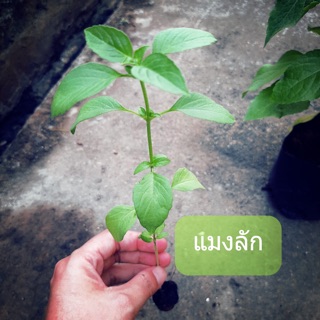 ต้นกล้าใบเเมงลัก🍃🍃อายุ1เดือน