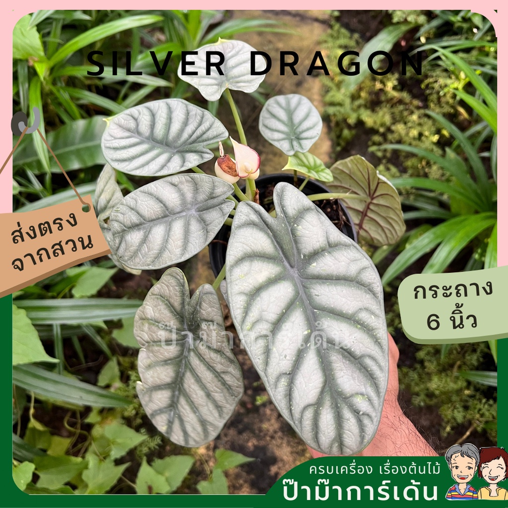 มุมมอง 5