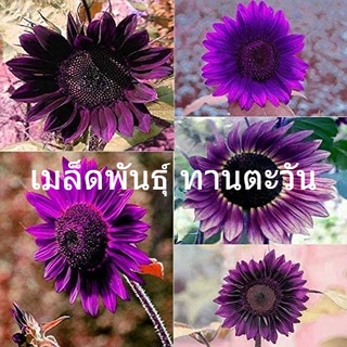 เมล็ดพันธุ์แท้100% เมล็ดพันธุ์ ทานตะวันSunflower Plant Flower Seeds （นี่มันเมล็ดพืช ไม่ใช่พืช!）