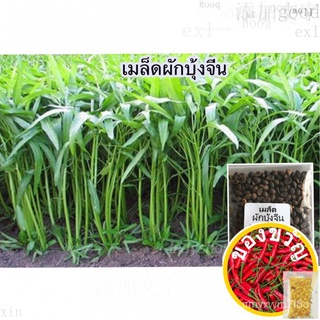 เมล็ดอวบอ้วน100%เมล็ดพันธุ์ ผักบุ้งจีน ผักสวนครัว 20 กรัม [10 แถม 1 คละได้]เมล็ดพันธุ์KaleFlowerCabbageRoseesculentumLyc