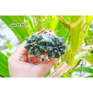 ยิมโนคาไลเซ๊ยม ไม้เมล็ด Gymnocalycium mihanovichii แคคตัส กระบองเพชร