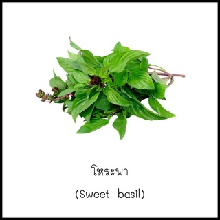 เมล็ดโหระพา (Sweet basil) 200 เมล็ด [10 แถม 1 คละได้]