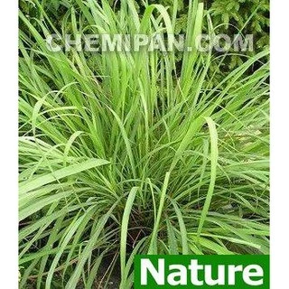 AB1204-A[CHEMIPAN] น้ำมันหอมระเหย ตะไคร้บ้าน (Lemon Grass Es. Oil)