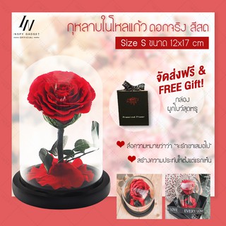 ดอกกุหลาบในโหลแก้ว Size S สูง 17 cm Preserved Rose ของขวัญครบรอบ กุหลาบในโหลแก้ว ของขวัญให้แฟน ของขวัญรับปริญญา