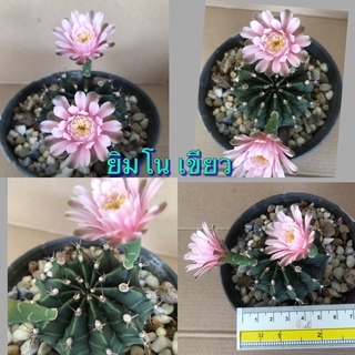 แคคตัส Gymnocalycium ยิมโนคาไลเซียม สายเขียว ดอกสีชมพูหวาน