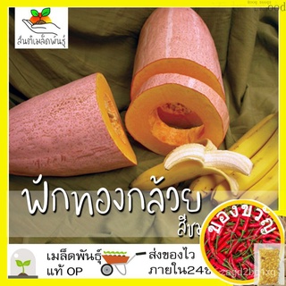 เมล็ดอวบอ้วน100%เมล็ดพันธุ์ ฟักทองกล้วยสีชมพู 10 เมล็ด Pink Banana Squash Seed เมล็ดพันธุ์แท้100% นำเข้าจากต่างประเทศ ปล