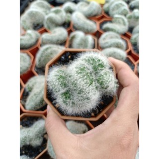 แมมบูมิไอคริส Mammillaria Baumii Cristata บูมิไอคริสตาต้า