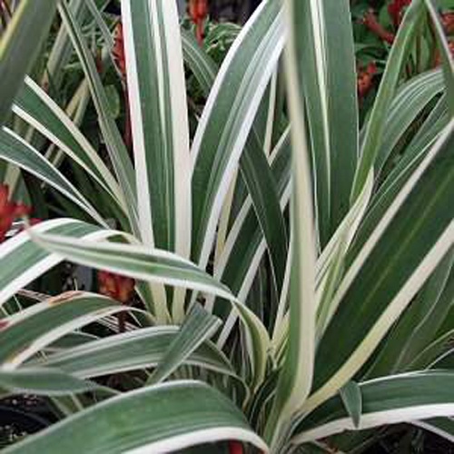 ต้นกำแพงเงิน 5แถม1 กำแพงกันเงินไม่ให้รั่วไหล ไม้มงคล ไม้ประดับ flax lily