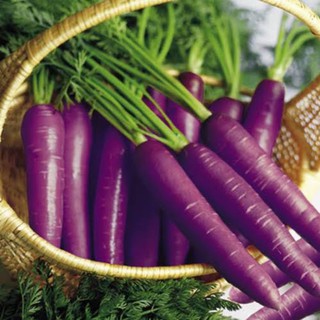 เมล็ดพันธุ์ แครอทสีม่วงออสเตรเลีย ( Purple Carrot Australia )  60 เมล็ด