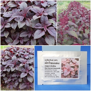 เมล็ดพันธุ์ ผักโขมแดง Red Garnet Amaranth Seed บรรจุ 500 เมล็ด คุณภาพดี ราคาถูก ของแท้ 100%