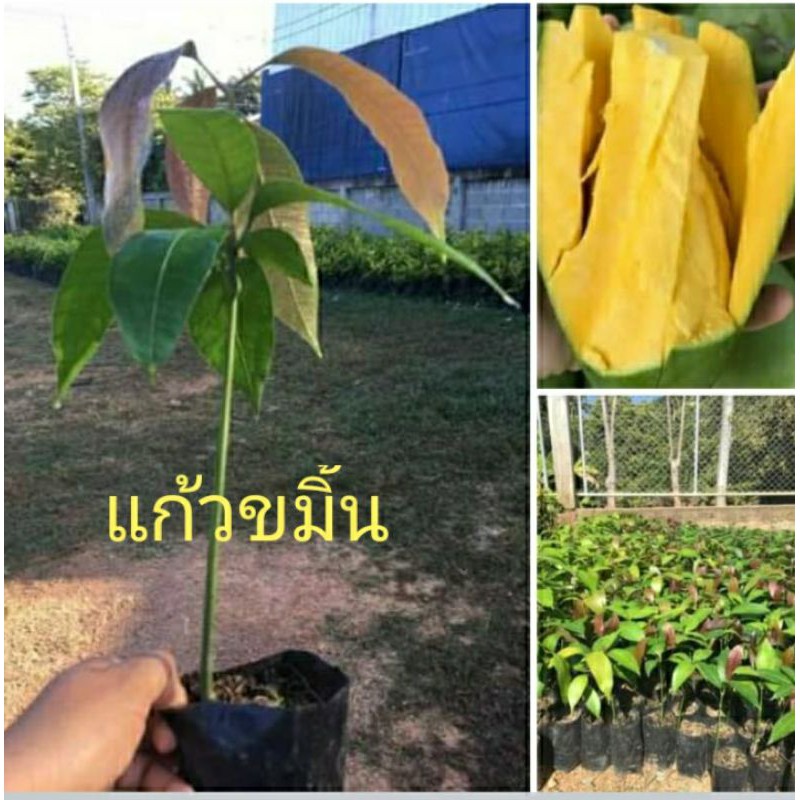 มะม่วงแก้วขมิ้นเพาะเมล็ด (ชุด2ต้น)ต้นกล้าแข็งแรง พร้อมปลูกต้นสูง50_60cm