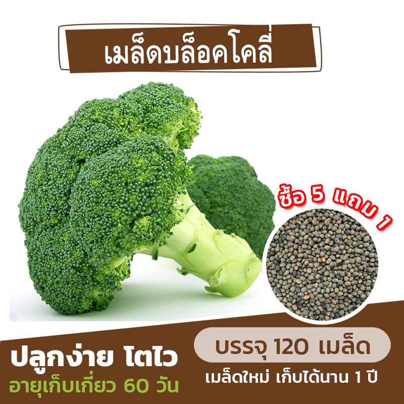 เมล็ดพันธุ์ บล็อคโคลี่ แบ่งขาย 120 เมล็ด (ซื้อ 5 แถม 1)