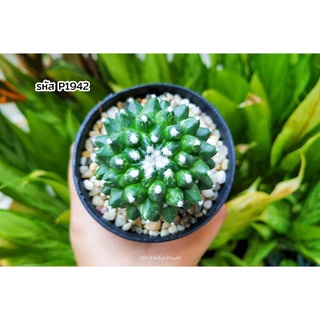 แมมมิลลาเรีย อิรุซามุ ด่าง (Mammillaria bucareliensis Erusamu Variegated) แคคตัส