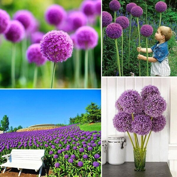 High Quality Green Flower Seeds of Allium Seed Giant Onion Seed High Onion Seed Onion Seeds