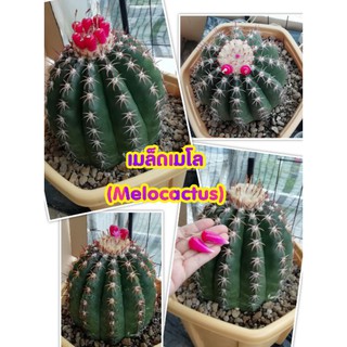 เมล็ดพันธุ์แคคตัส เมล็ดเมโล melocactus เมล็ดเก็บสด เมล็ดกระบองเพชร