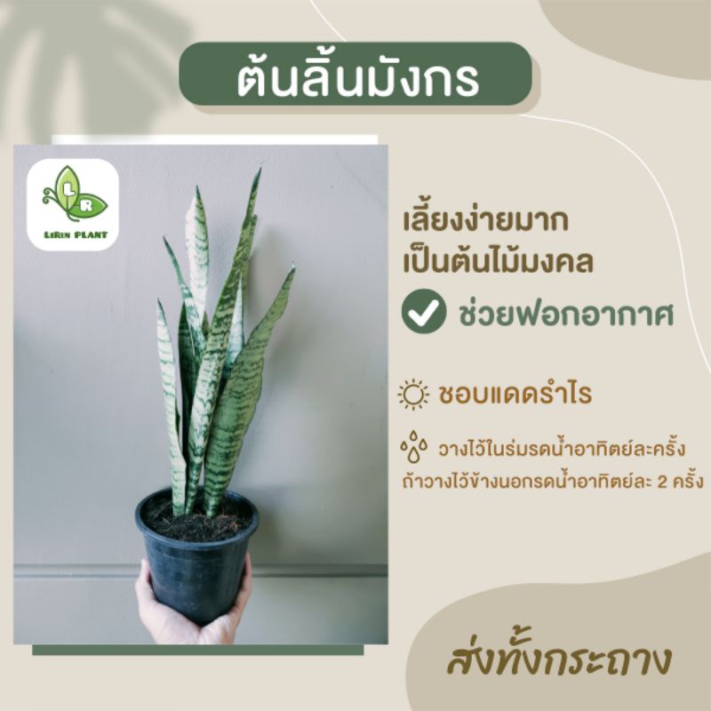 🪴ต้นลิ้นมังกรเขียว Snake Plant ฟอร์มกอ ความสูง30-50ซม ไม้ฟอกอากาศ/ไม้มงคล (จัดส่งพร้อมกระถาง)