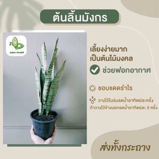 ต้นลิ้นมังกรเขียว Snake Plant   ต้นไม้ฟอกอากาศ/ต้นไม้มงคล