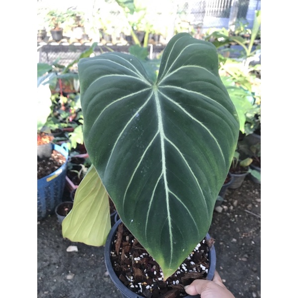 Philodendron Gloriosum Dark form ก้านกลม